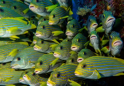 Photo of fish in the Haemulidae family 